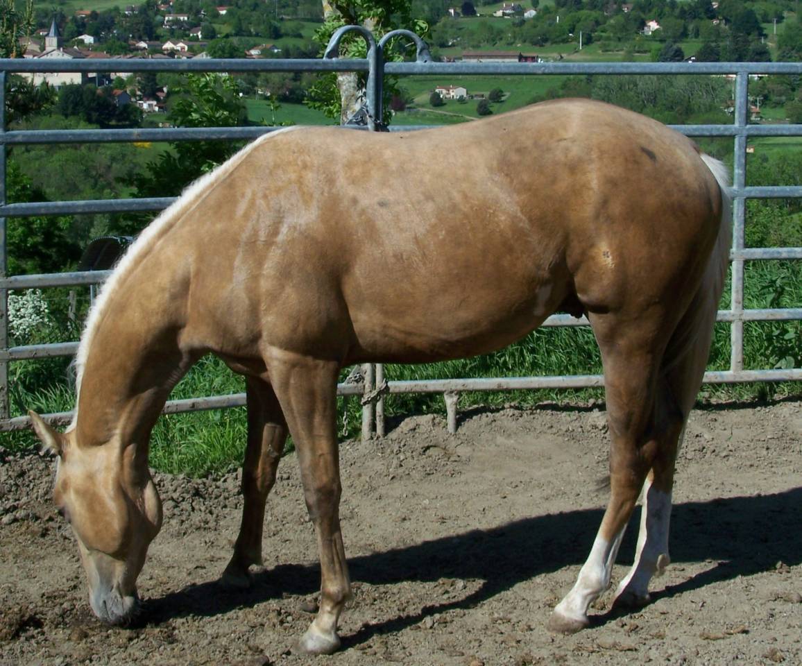 Caballo entero Paint Horse En venta 2023 Palomino