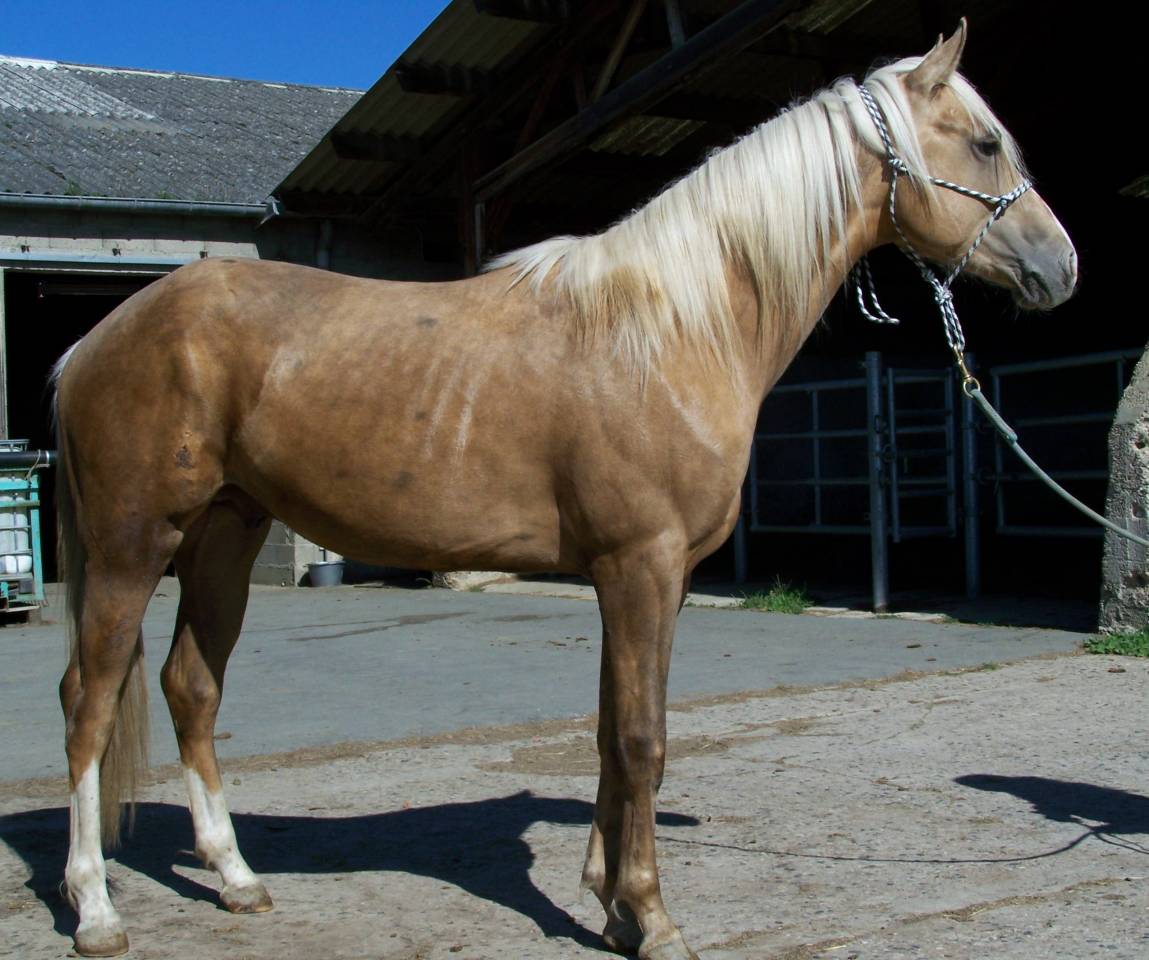 Caballo entero Paint Horse En venta 2023 Palomino