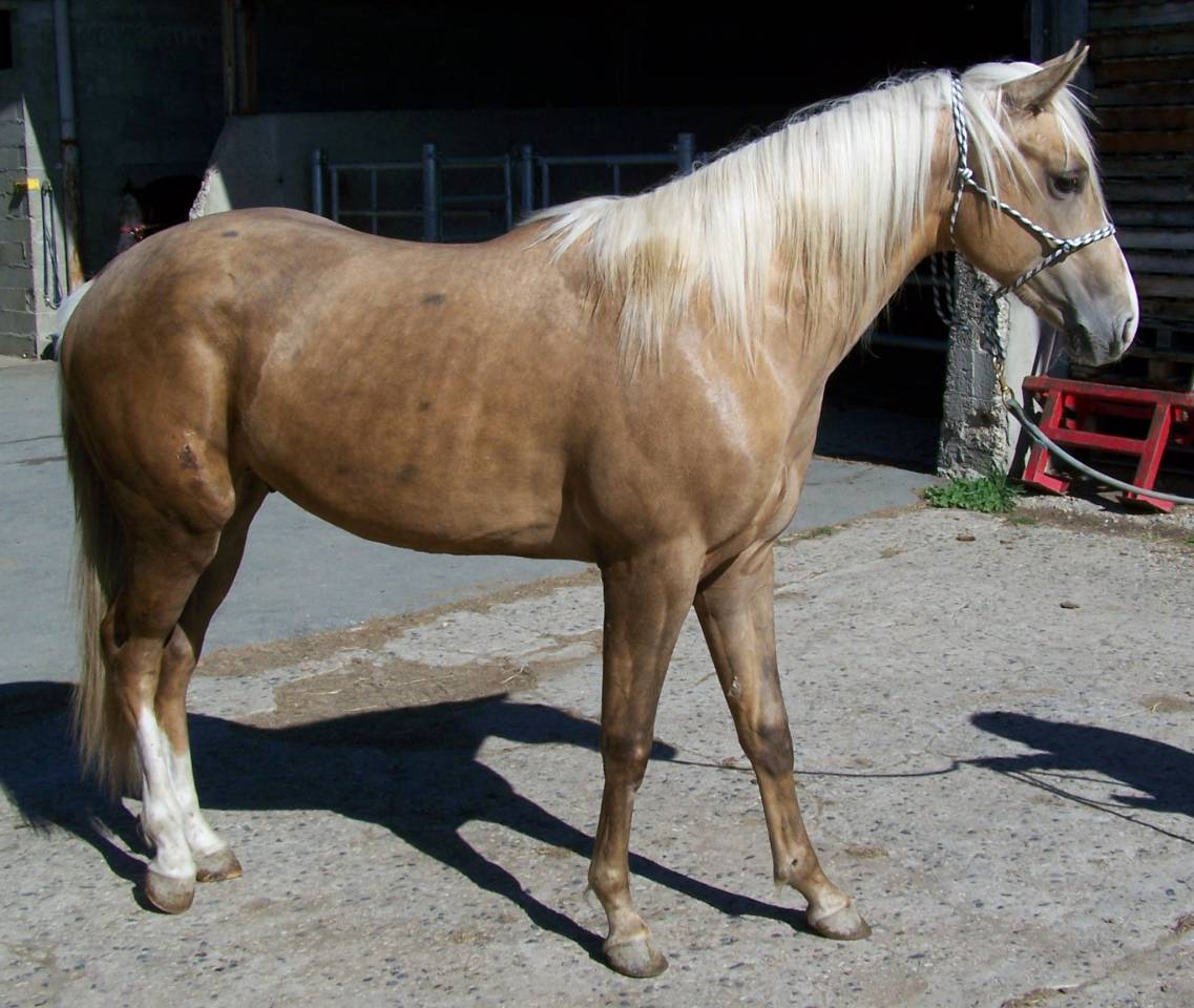 Caballo entero Paint Horse En venta 2023 Palomino
