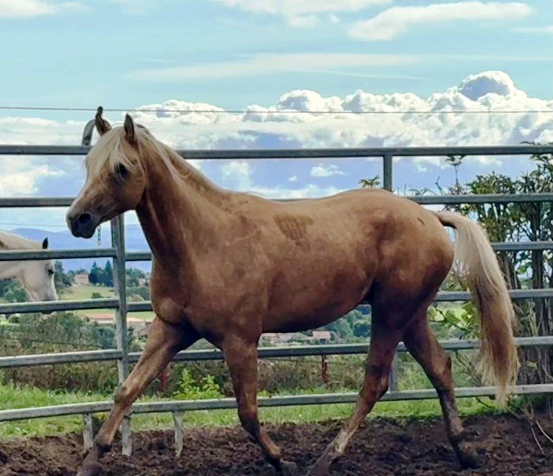 Caballo entero Paint Horse En venta 2023 Palomino