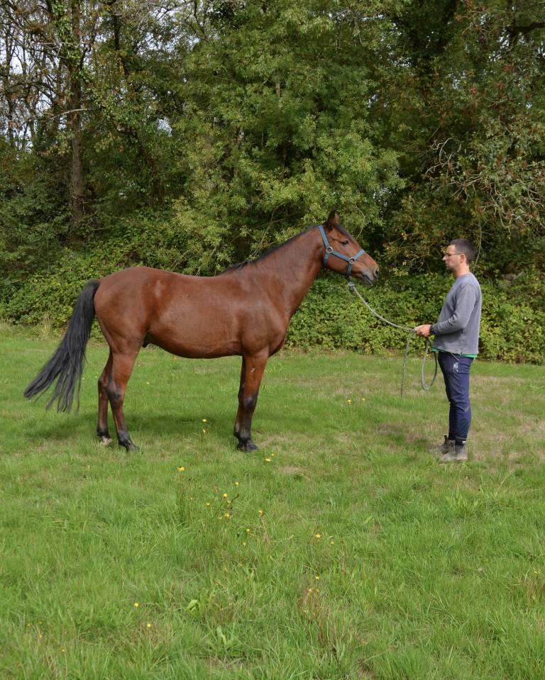 Caballo castrado Origine Constatée En venta 2015 Bayo