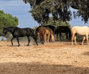 Yegua PRE Pura Raza Española En venta 2022 Otra capa