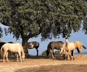 Yegua PRE Pura Raza Española En venta 2022 Otra capa