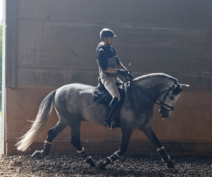 Caballo entero PRE Pura Raza Española En venta 2021 Tordo