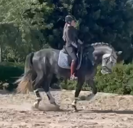 Caballo entero PRE Pura Raza Española En venta 2021 Tordo