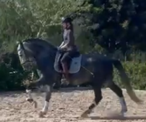 Caballo entero PRE Pura Raza Española En venta 2021 Tordo