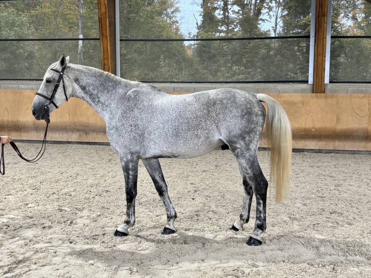 Caballo castrado Silla Francés En venta 2015 Tordo por BALOU DU ROUET