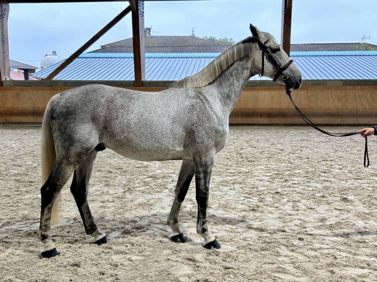 Caballo castrado Silla Francés En venta 2015 Tordo por BALOU DU ROUET