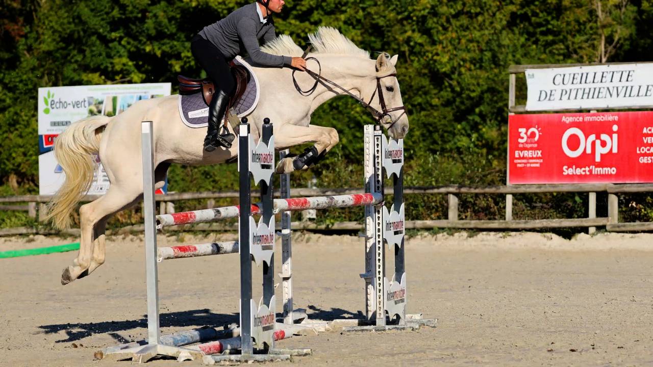 Yegua Caballo de Deporte Irlandés En venta 2018 Palomino por Tullabeg Fusion