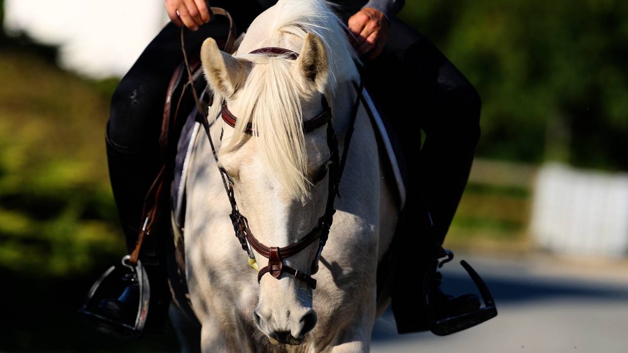 Yegua Caballo de Deporte Irlandés En venta 2018 Palomino por Tullabeg Fusion