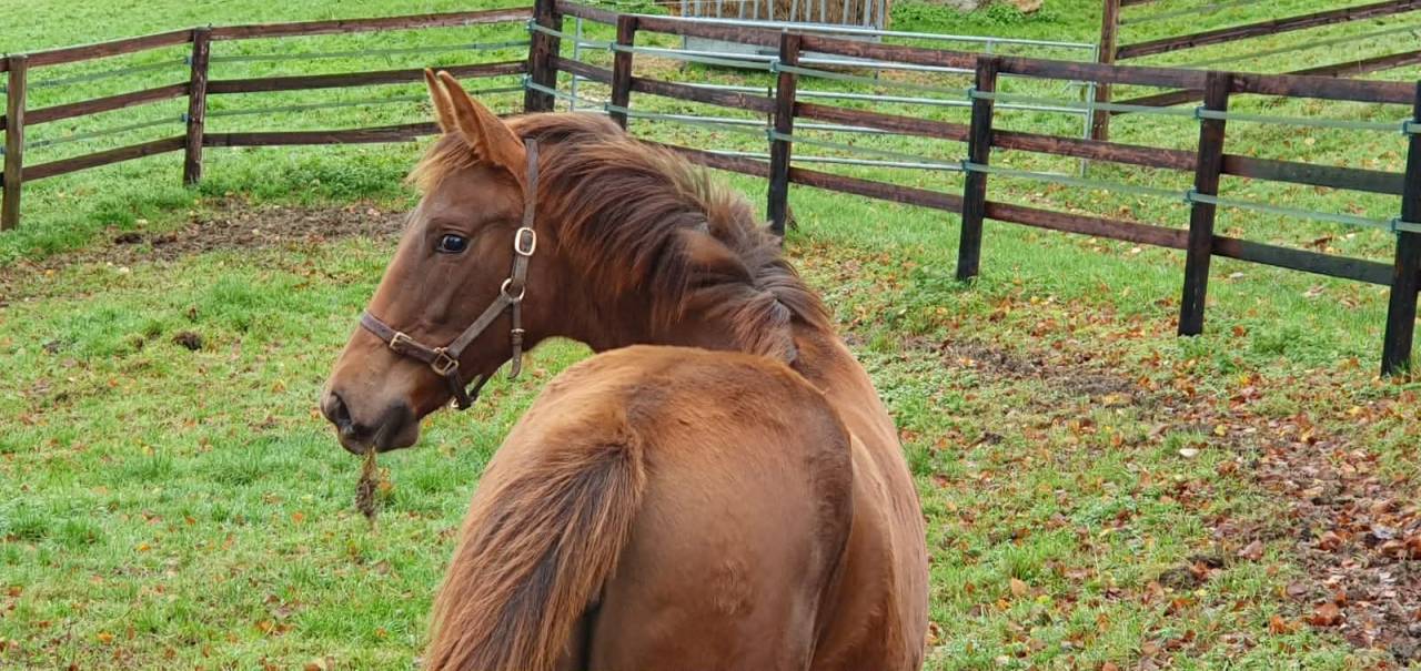 Potranca Silla Francés En venta 2025 Alazán