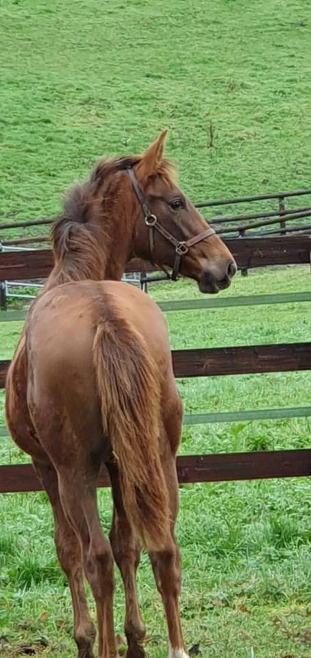 Potranca Silla Francés En venta 2025 Alazán