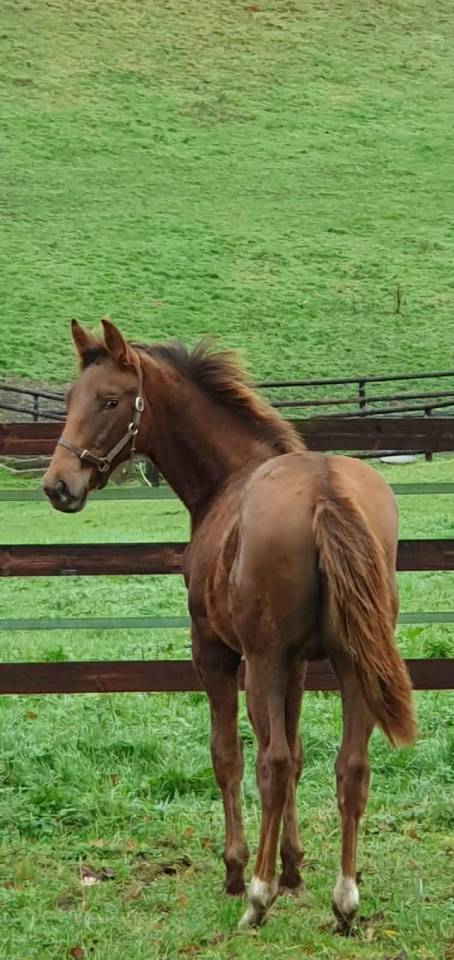 Potranca Silla Francés En venta 2025 Alazán