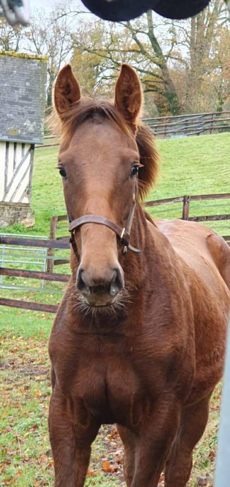 Potranca Silla Francés En venta 2025 Alazán