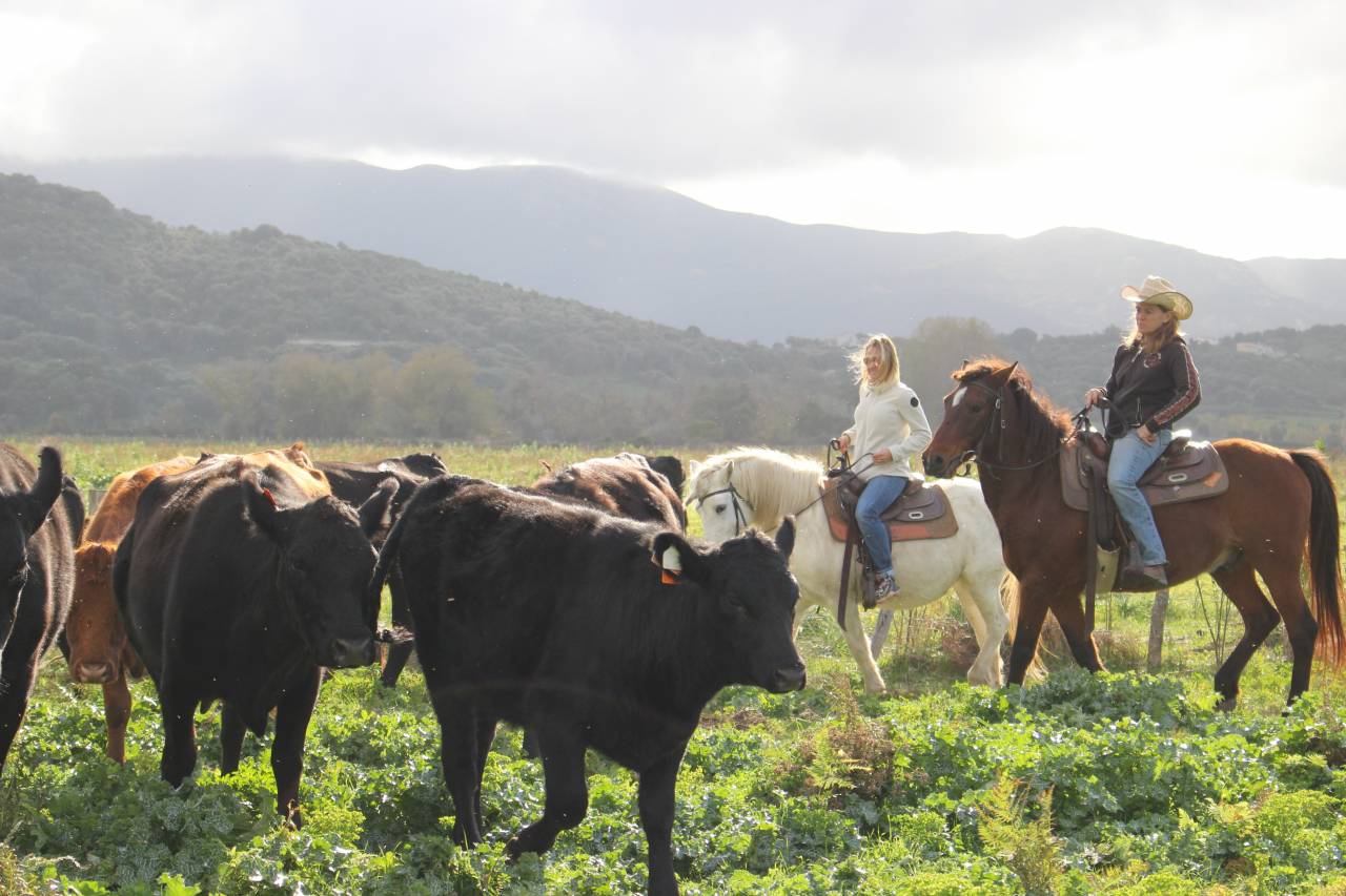 ATE (Acompañante de Turismo Ecuestre) - Contrato temporal Tiempo completo - Córcega del Sur Francia