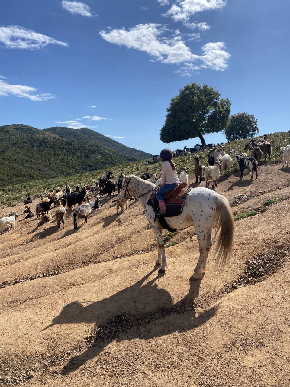ATE (Acompañante de Turismo Ecuestre) - Contrato temporal Tiempo completo - Córcega del Sur Francia