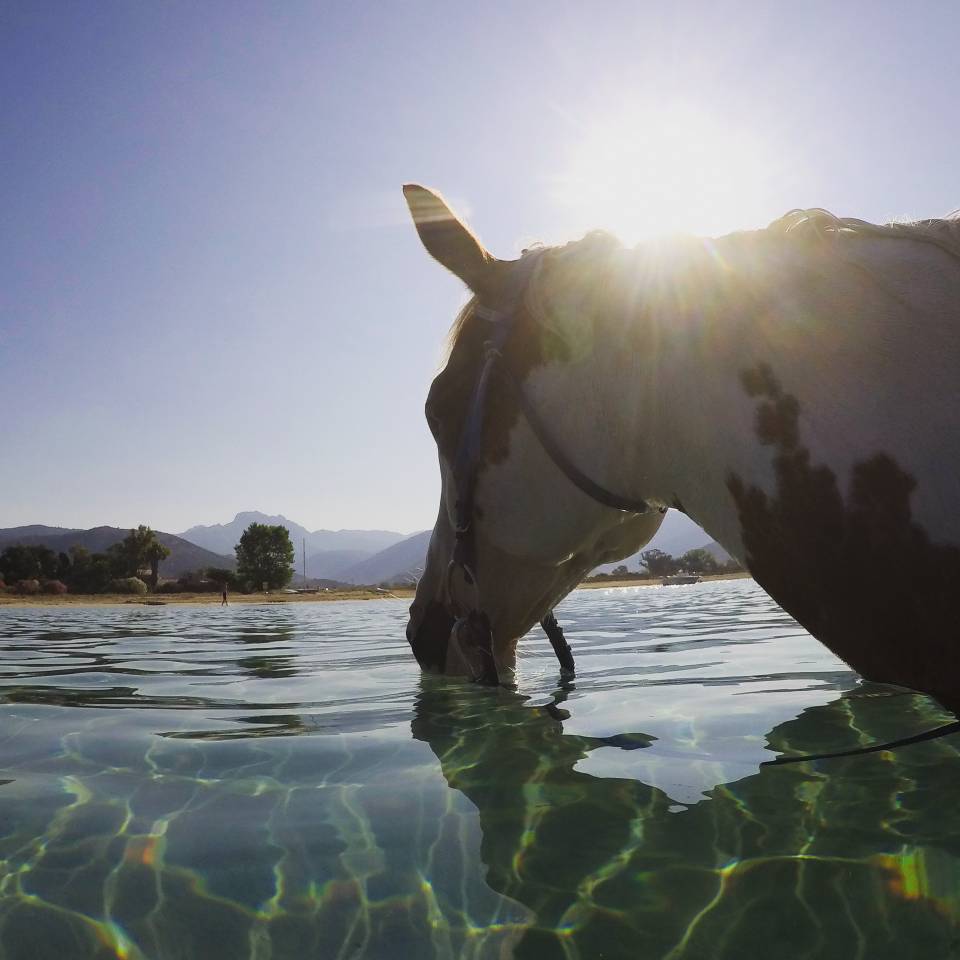 ATE (Acompañante de Turismo Ecuestre) - Contrato temporal Tiempo completo - Córcega del Sur Francia