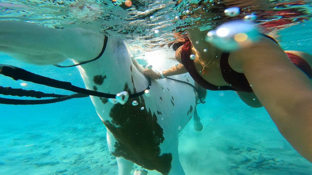 ATE (Acompañante de Turismo Ecuestre) - Contrato temporal Tiempo completo - Córcega del Sur Francia