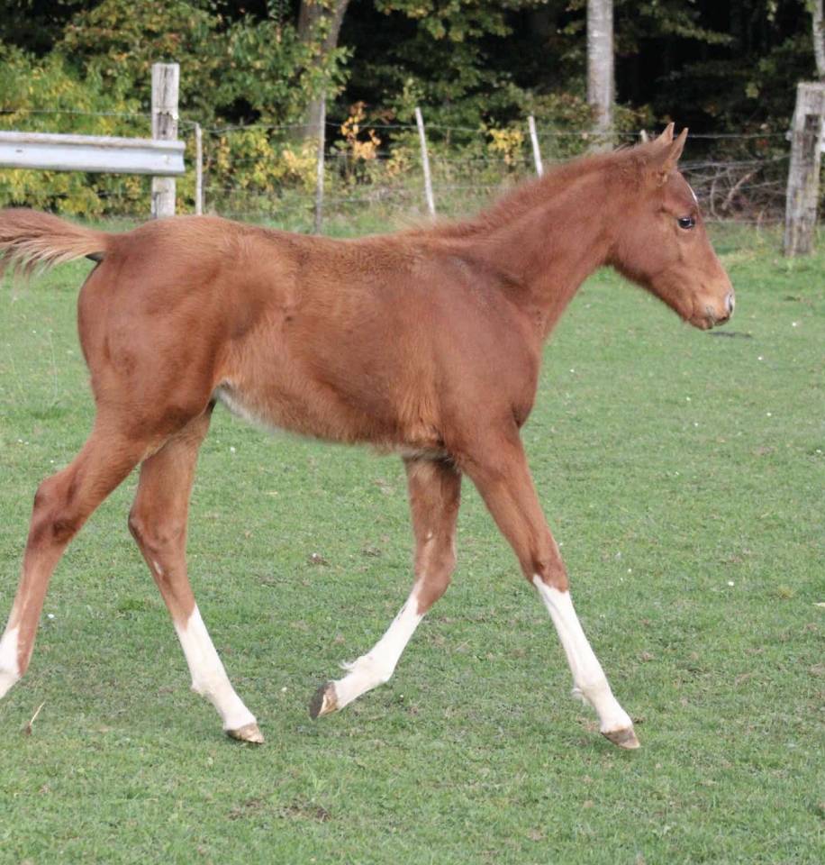 Yegua Zangersheide En venta 2025 Alaz&aacute;n por NARCOS II