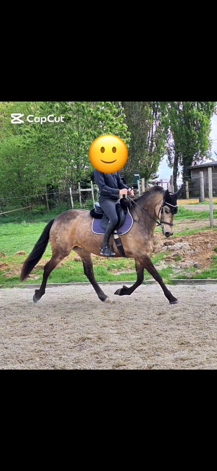 Yegua Raza de Caballos Desconocida En venta 2012 Isabelo