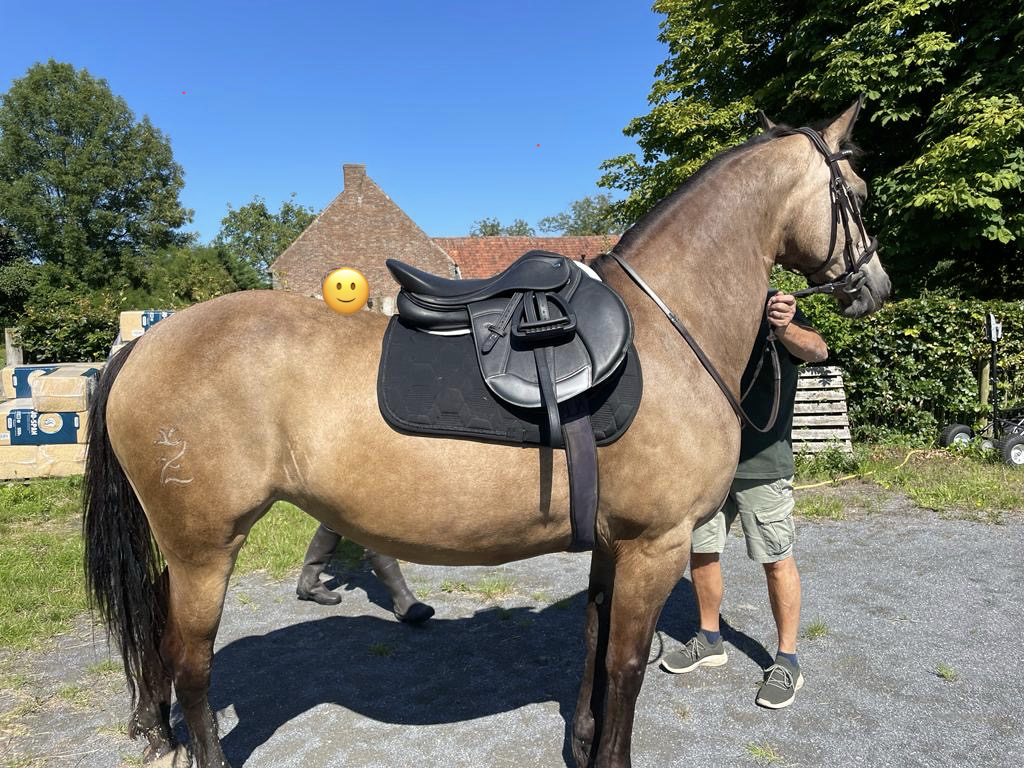 Yegua Raza de Caballos Desconocida En venta 2012 Isabelo