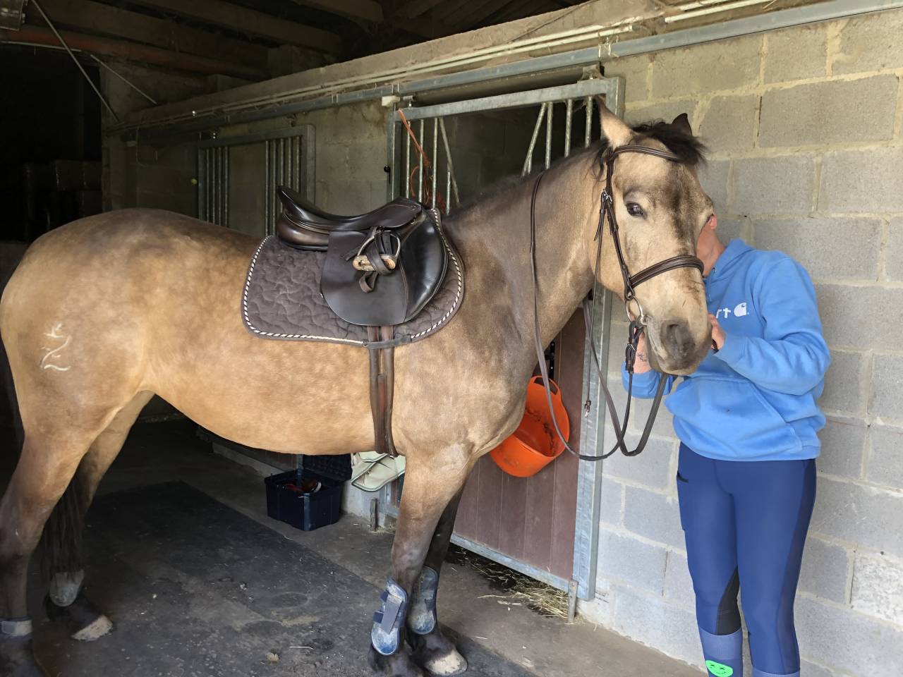 Yegua Raza de Caballos Desconocida En venta 2012 Isabelo