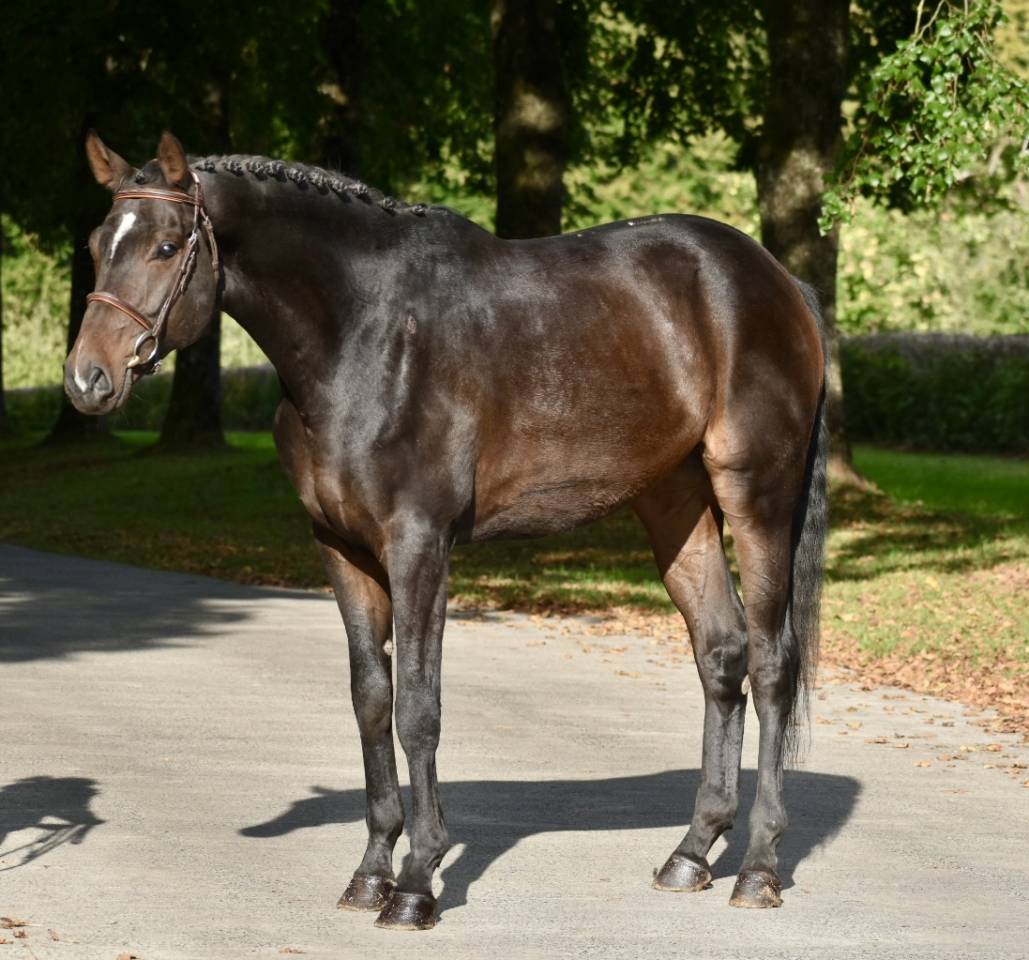 Caballo castrado Origine Constatée En venta 2019 Bayo moreno