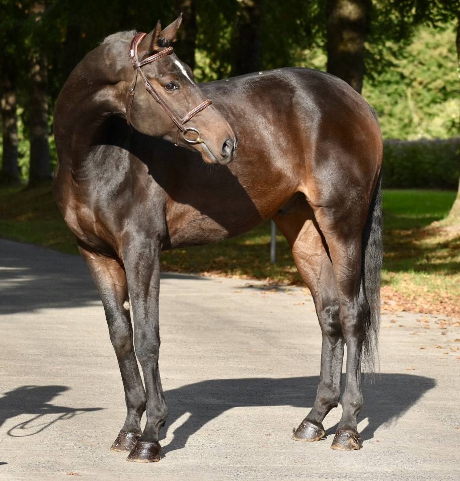 Caballo castrado Origine Constatée En venta 2019 Bayo moreno