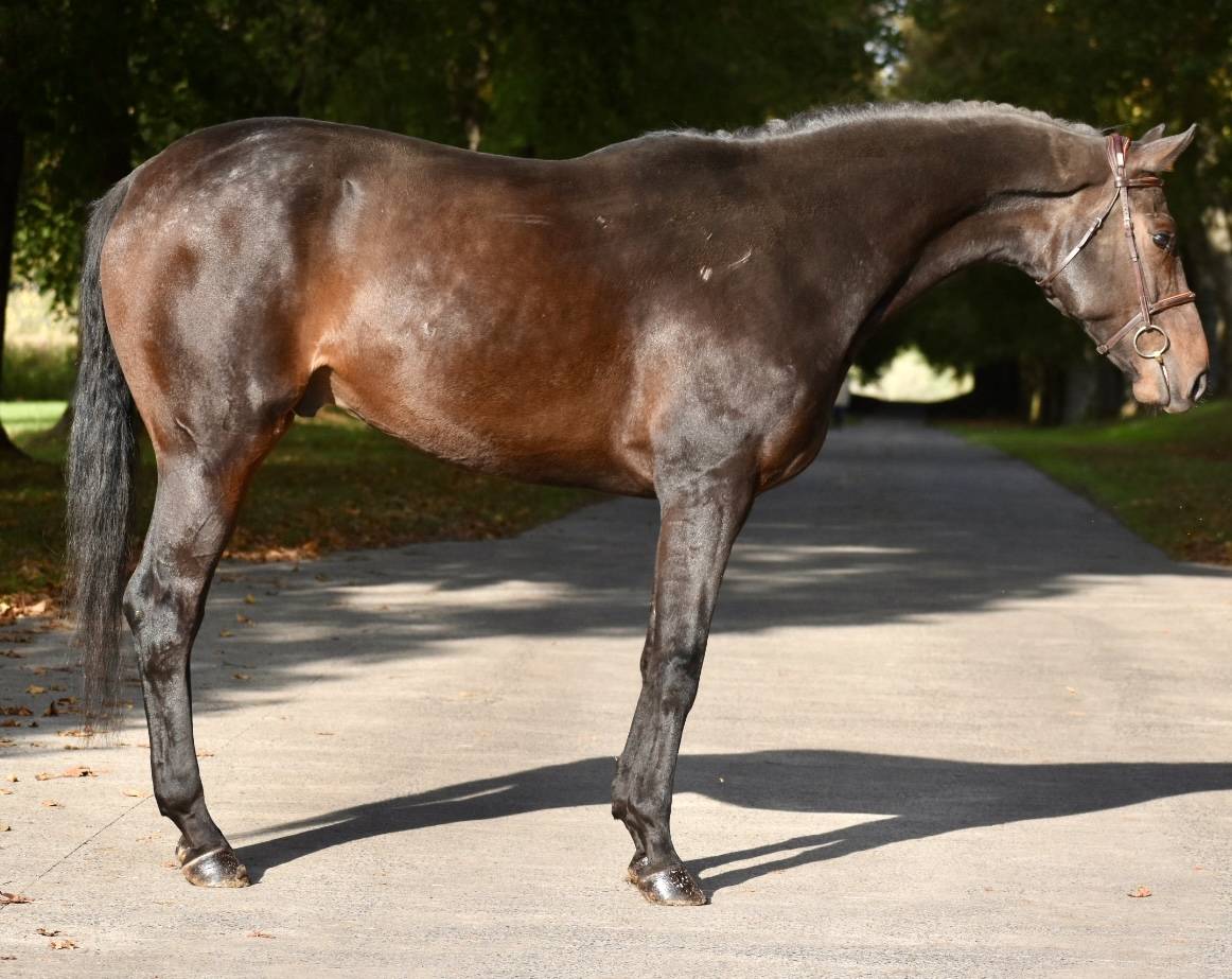Caballo castrado Origine Constatée En venta 2019 Bayo moreno