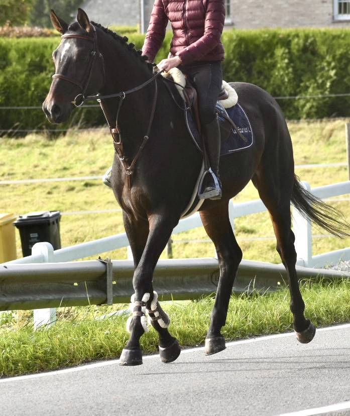 Caballo castrado Origine Constatée En venta 2019 Bayo moreno