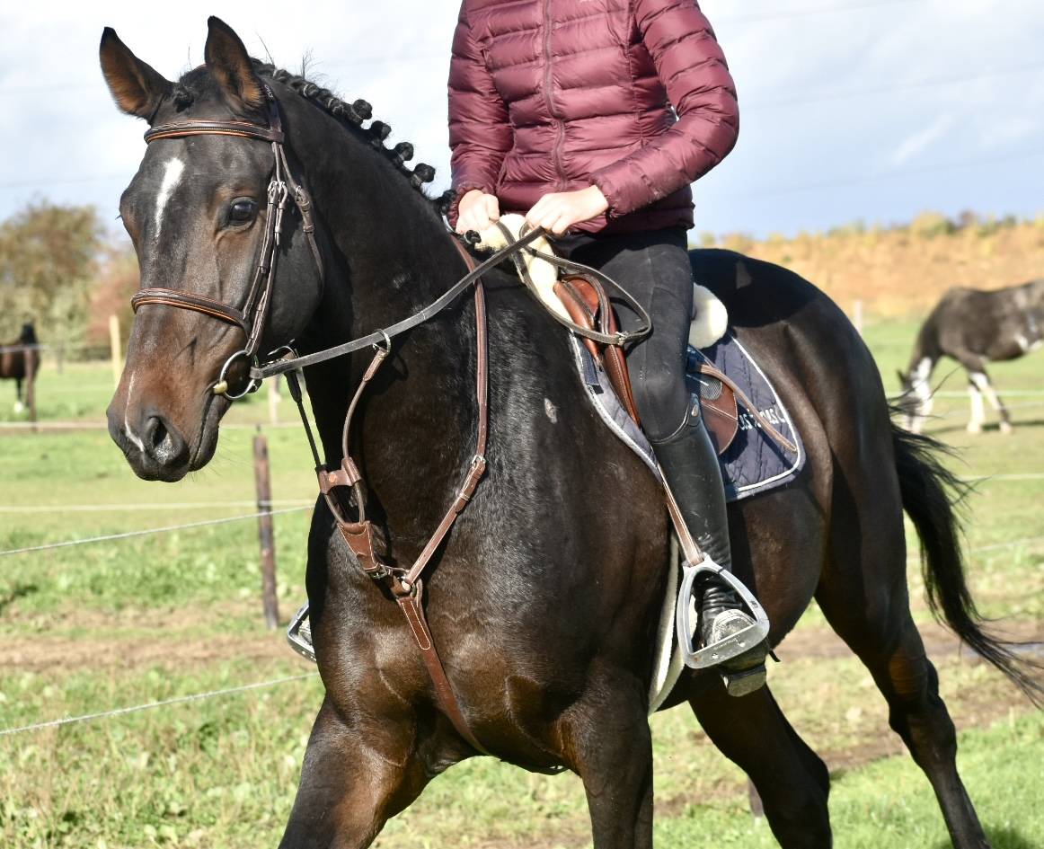 Caballo castrado Origine Constatée En venta 2019 Bayo moreno