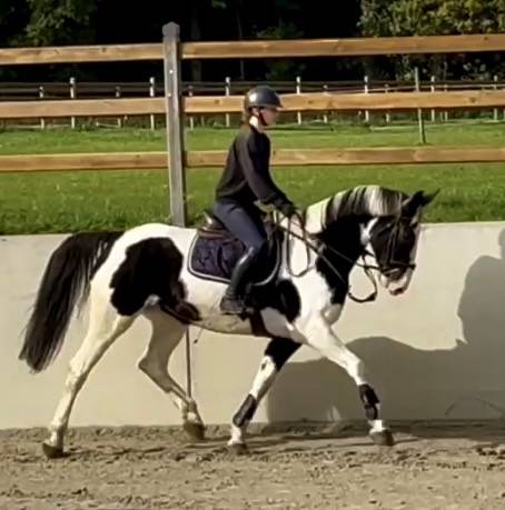 Yegua Origen No Constatado En venta 2019 Pío