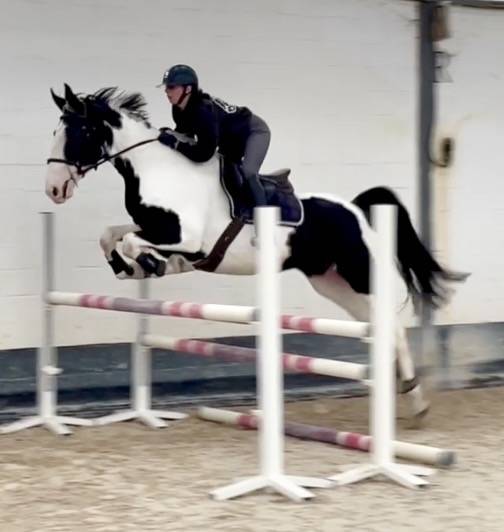 Yegua Origen No Constatado En venta 2019 Pío