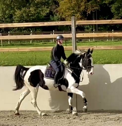 Yegua Origen No Constatado En venta 2019 Pío