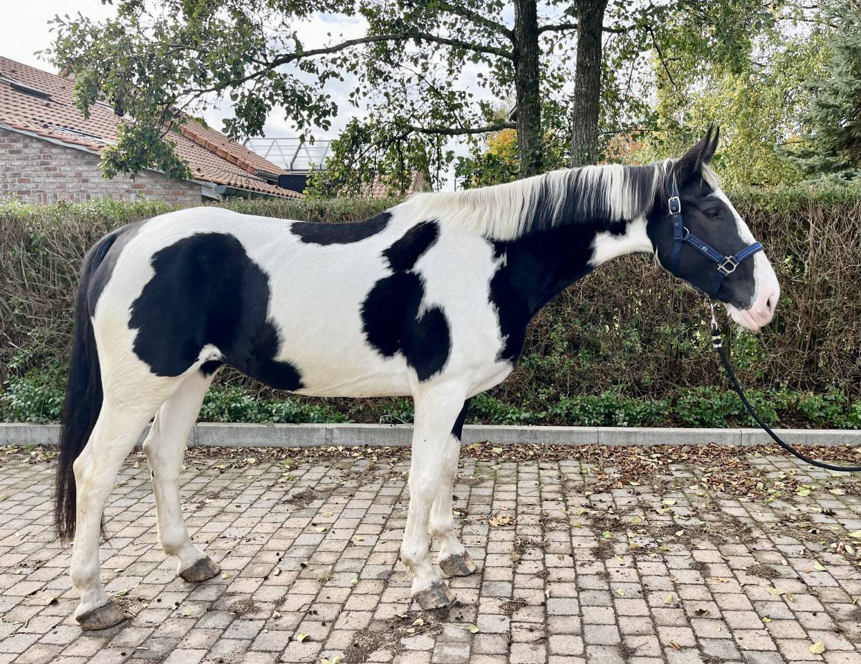 Yegua Origen No Constatado En venta 2019 Pío