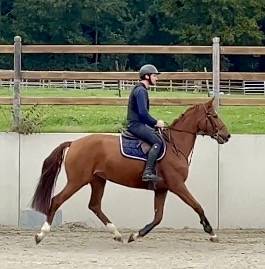 Yegua Westfaliano En venta 2016 Alazán