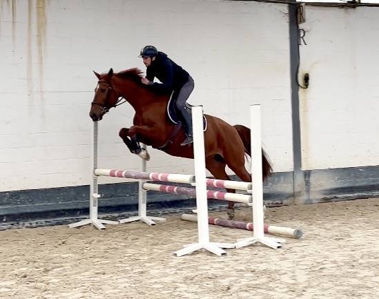 Yegua Westfaliano En venta 2016 Alazán