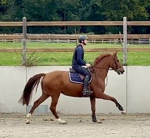 Yegua Westfaliano En venta 2016 Alazán