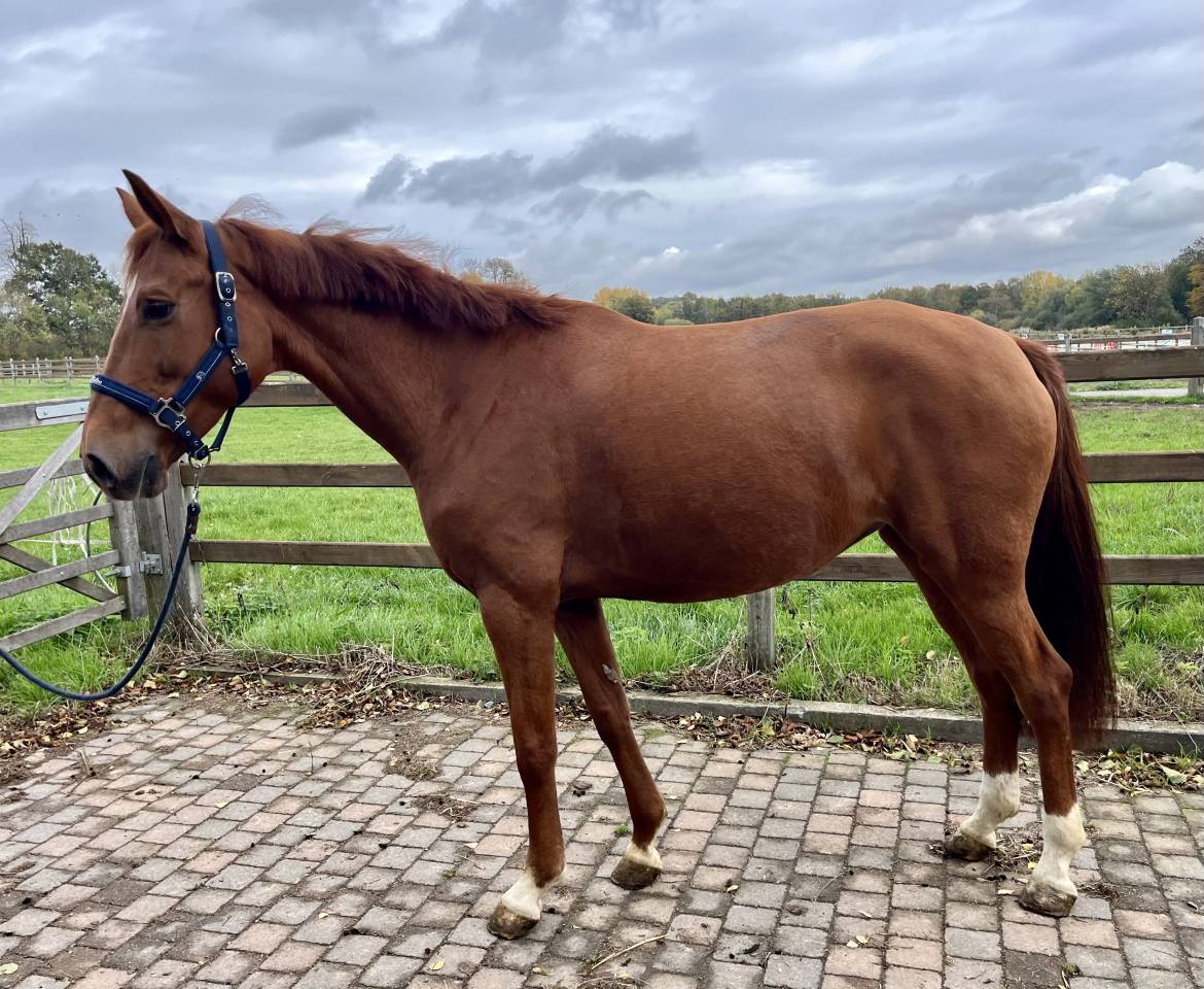 Yegua Westfaliano En venta 2016 Alazán