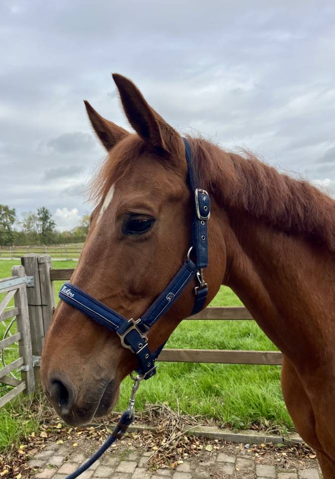 Yegua Westfaliano En venta 2016 Alazán