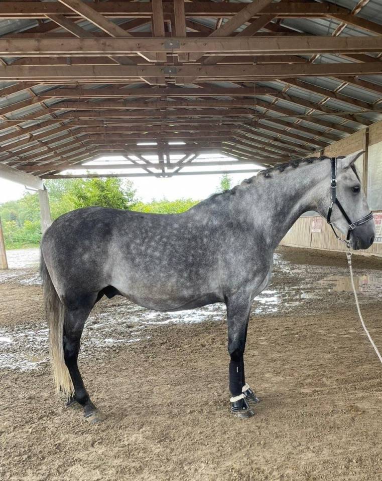 Caballo castrado PRE Pura Raza Española En venta 2019 Tordo por RECUERDO ER