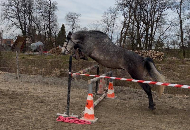 Caballo castrado PRE Pura Raza Española En venta 2019 Tordo por RECUERDO ER