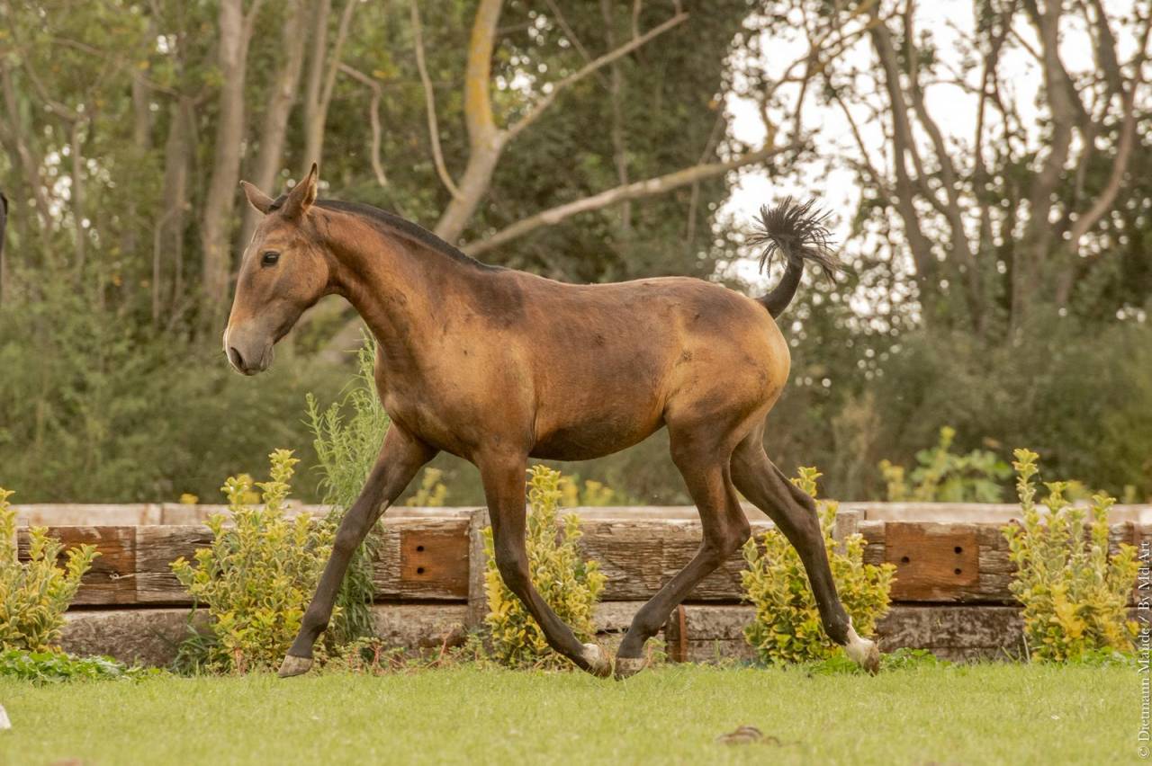 Potranca Lusitano En venta 2024 Tordo por Almansor SS