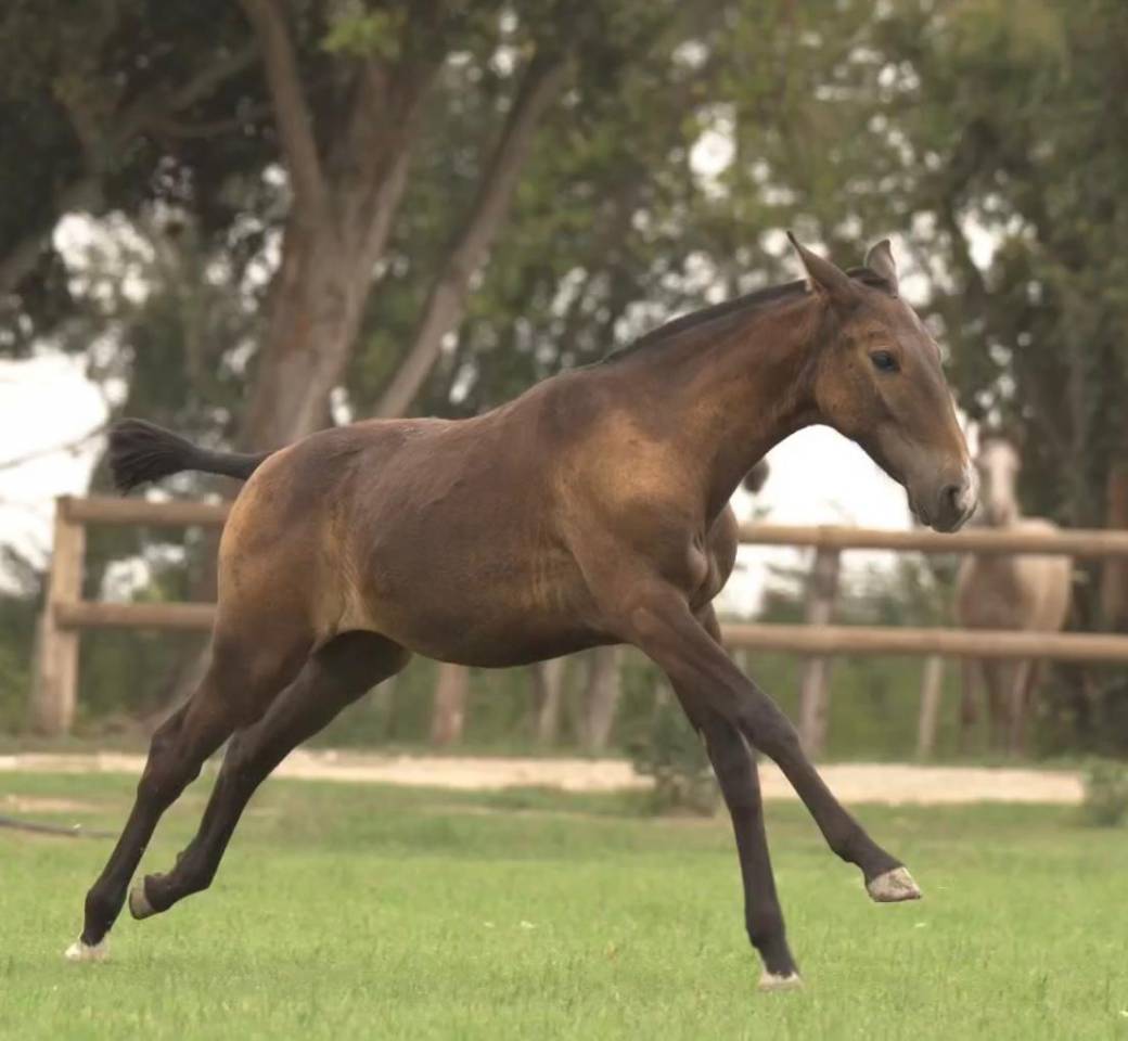 Potranca Lusitano En venta 2024 Tordo por Almansor SS