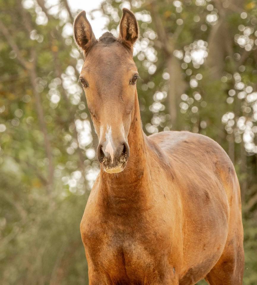 Potranca Lusitano En venta 2024 Tordo por Almansor SS