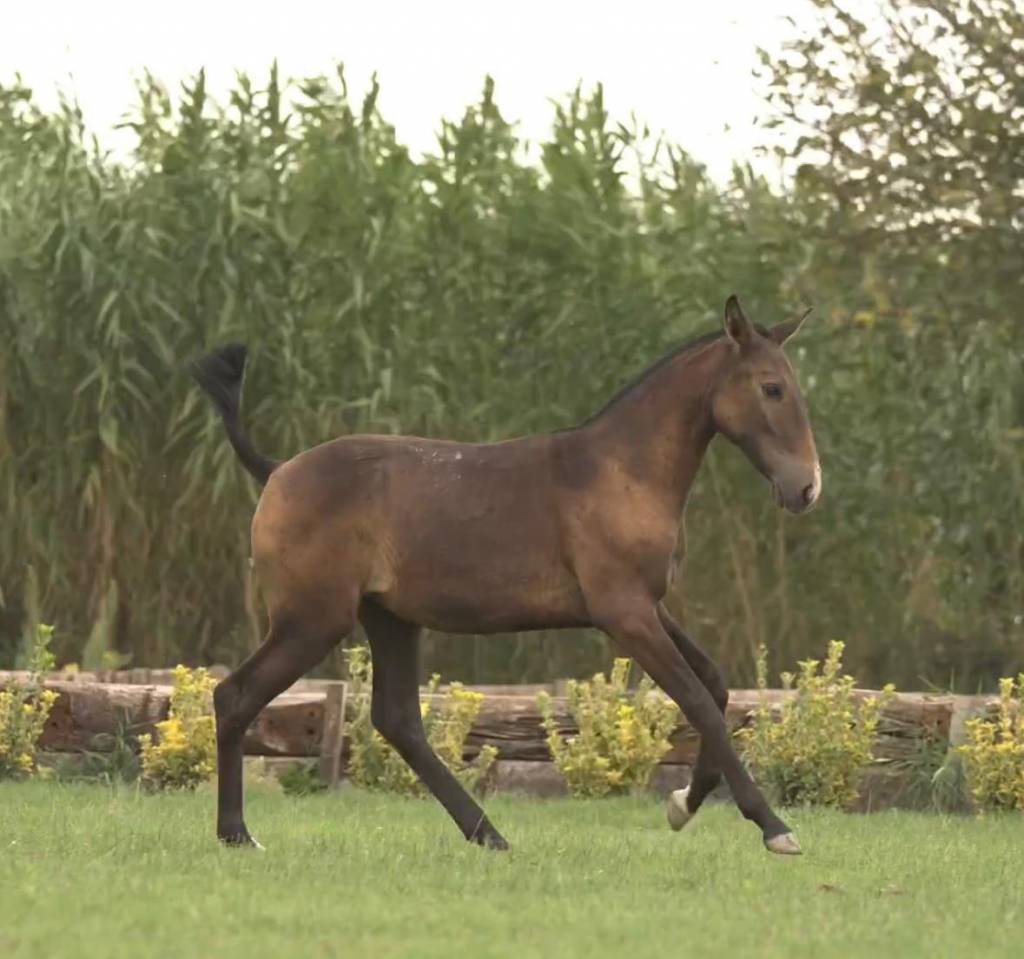 Potranca Lusitano En venta 2024 Tordo por Almansor SS