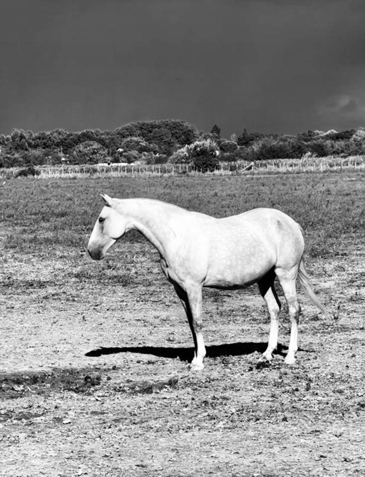 Potranca Lusitano En venta 2024 Tordo por Almansor SS