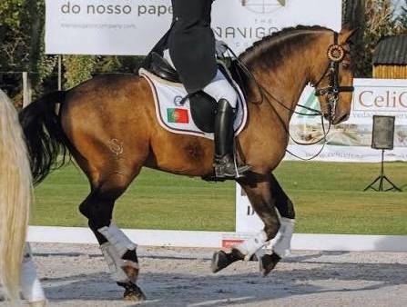 Potranca Lusitano En venta 2024 Tordo por Almansor SS