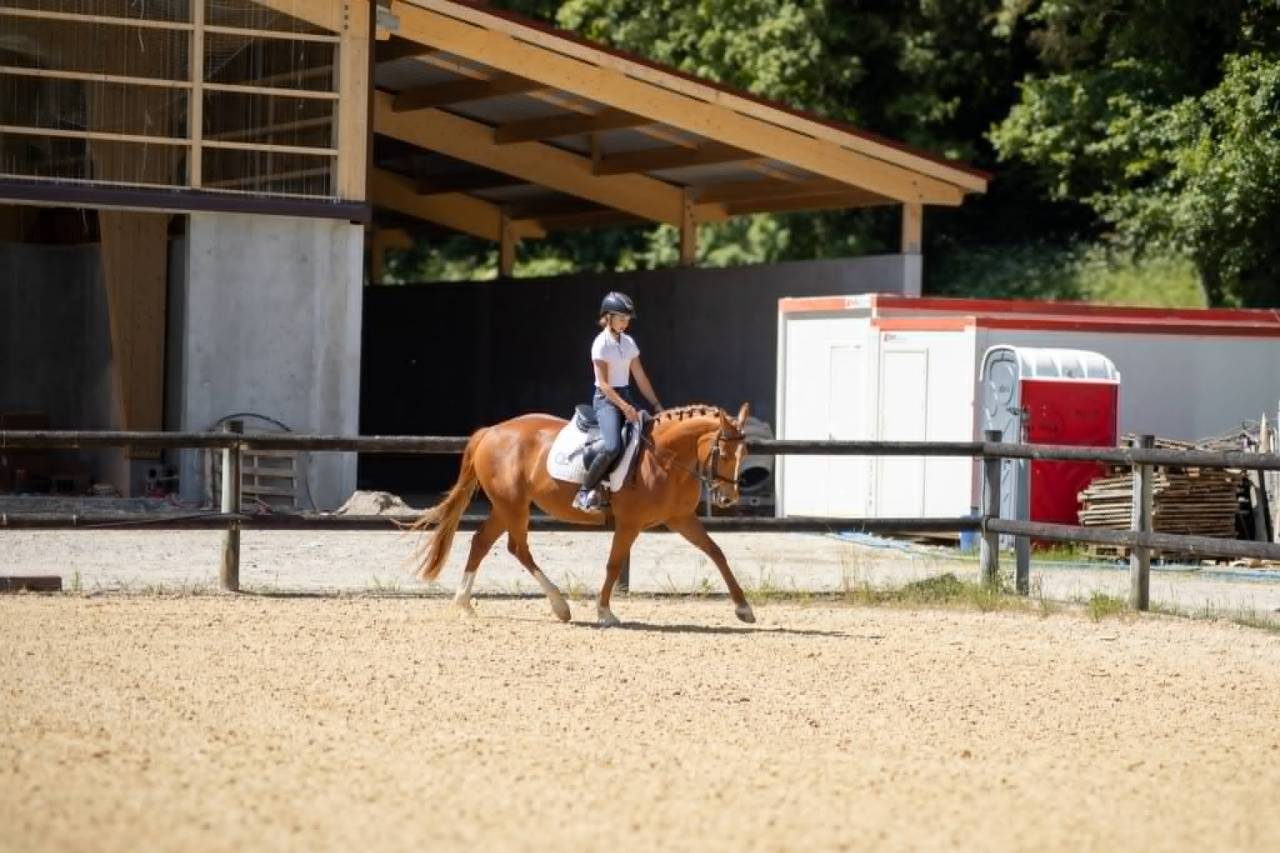 Yegua Origine Constatée En venta 2019 Alazán