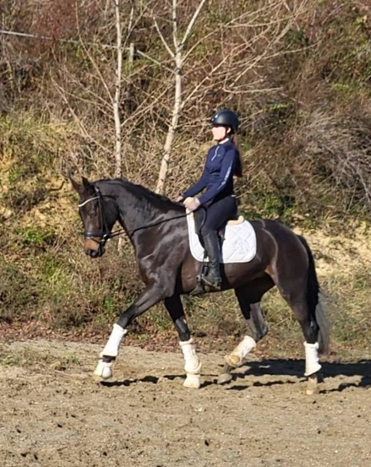 Yegua KWPN Caballo de Deporte Neerlandés En venta 2020 Negro por Le Formidable